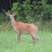 Janice Beane - Facebook