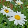 Jane Beecher - @jane.beecher - TikTok