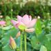 Janice Bellinger - Facebook