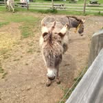 Janice Betts - @shortcheese_ - Instagram