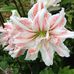 Janice Bickham - Facebook