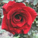 Janice Bills - Facebook