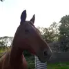 janice .block - @janice.2010 - TikTok