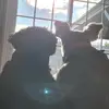 🇨🇦janicebourque720 - @janicebourque720 - TikTok