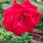 Janice Burrell - @burrell.janice - Instagram
