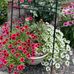 Janice Busby - Facebook