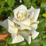 Janice Capps Walton - @cappswalton - Instagram