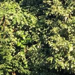 @janice_chaplin1233 - Instagram