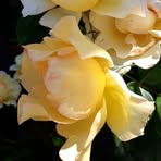 Janice Connor - Facebook
