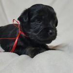 Janice Murphy Counts - @lover_of_dogs.____214 - Instagram