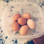 Janice Cullen-Coutsis - @homestead_for_six - Instagram