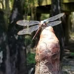 Janice Culver Cochran - @lovinnature - Instagram