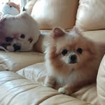 Janice Chung - @ting.janice.cyrus - Instagram