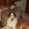 janicedehaven - @janicedehaven - TikTok