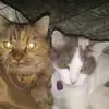 janice de jesus - @janice.de.jesus0 - TikTok