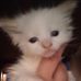 Janice e Dellinger - Facebook