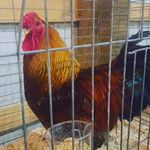 Janice Dow - @jannydow - Instagram