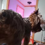Janice M. Dominguez - @dragon_lover_janice - Instagram