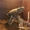 janicedragoncam - @janicethedragon - TikTok