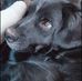 Janice Hahn Earle - Facebook