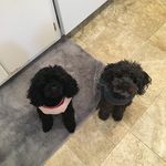 Janice Eddy - @camasjo1954 - Instagram