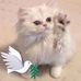 Janice Fellows - Facebook