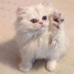 Janice Fellows - @janice.fellows.313 - Instagram