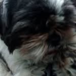 Janice Forrest - @janice1117778 - Instagram