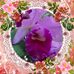 Janice Forrest - Facebook