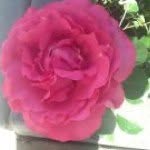 Janice Goodrich - @blackrose3 - Instagram