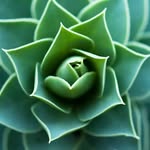 Janice Goodson - @52_greenflower - Instagram