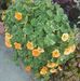 Janice Grayson - Facebook