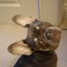 Janice Hailey - Facebook