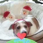 Janice Hamel Dounouk - @mrs1.11 - Instagram
