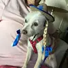 janicehamel40 - @janicehamel40 - TikTok