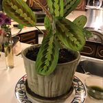 Janice Hamlin - @janham39 - Instagram