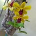 Janice Hannah - Facebook