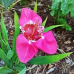 Janice Harman - Facebook