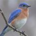 Janice Hartwig - Facebook