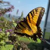 janiceheadleyvaug - @janiceheadleyvaug - TikTok