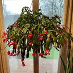 Janice Hiser - @hiserj101 - Instagram