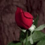 Janice Holstein - Facebook