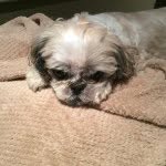 Janice Huffman - @doggieears - Instagram