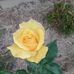 Janice Janssen - Facebook