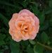 Janice Janssen - Facebook