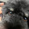 janicejeffries6 - @crazy_pooch0 - TikTok