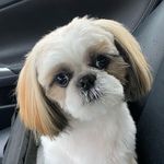 janice kopp - @janice5508 - Instagram