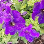 Janice Marie Langford-Amos - @langfordamos - Instagram