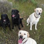 Janice Lanning - @threedoglady - Instagram