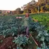 Janice Laureano Costa - @janice.laureano.c - TikTok